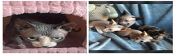 Sphynx gatos en venta: Gatitos Sphynx - Anuncio 1