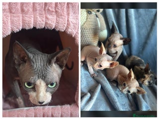 Sphynx gatos Gatitos Sphynx - Anuncio 1