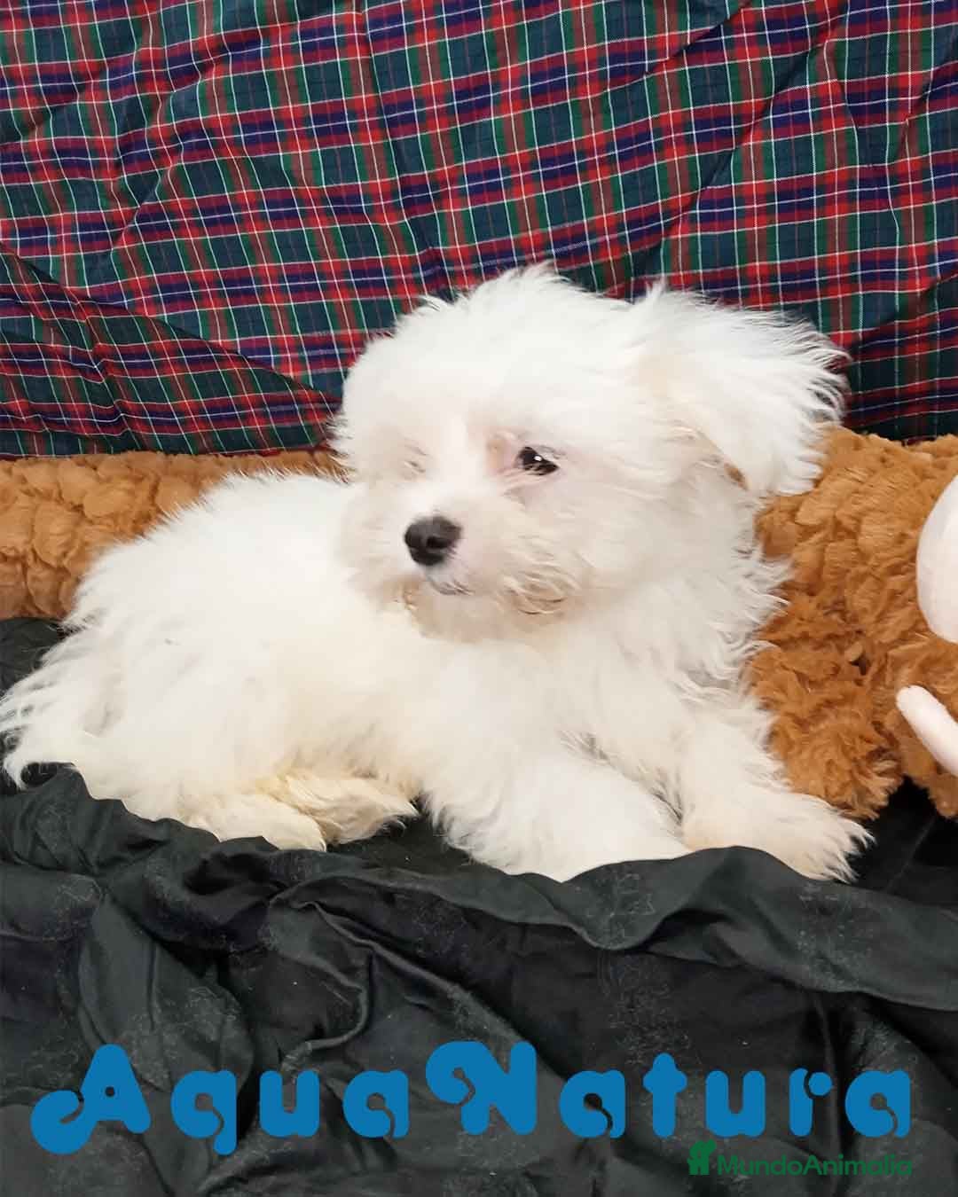 Bichón Maltés perros Bichon Maltes Macho de Mala 6810 - AQUANATURA en Barcelona - Anuncio 34