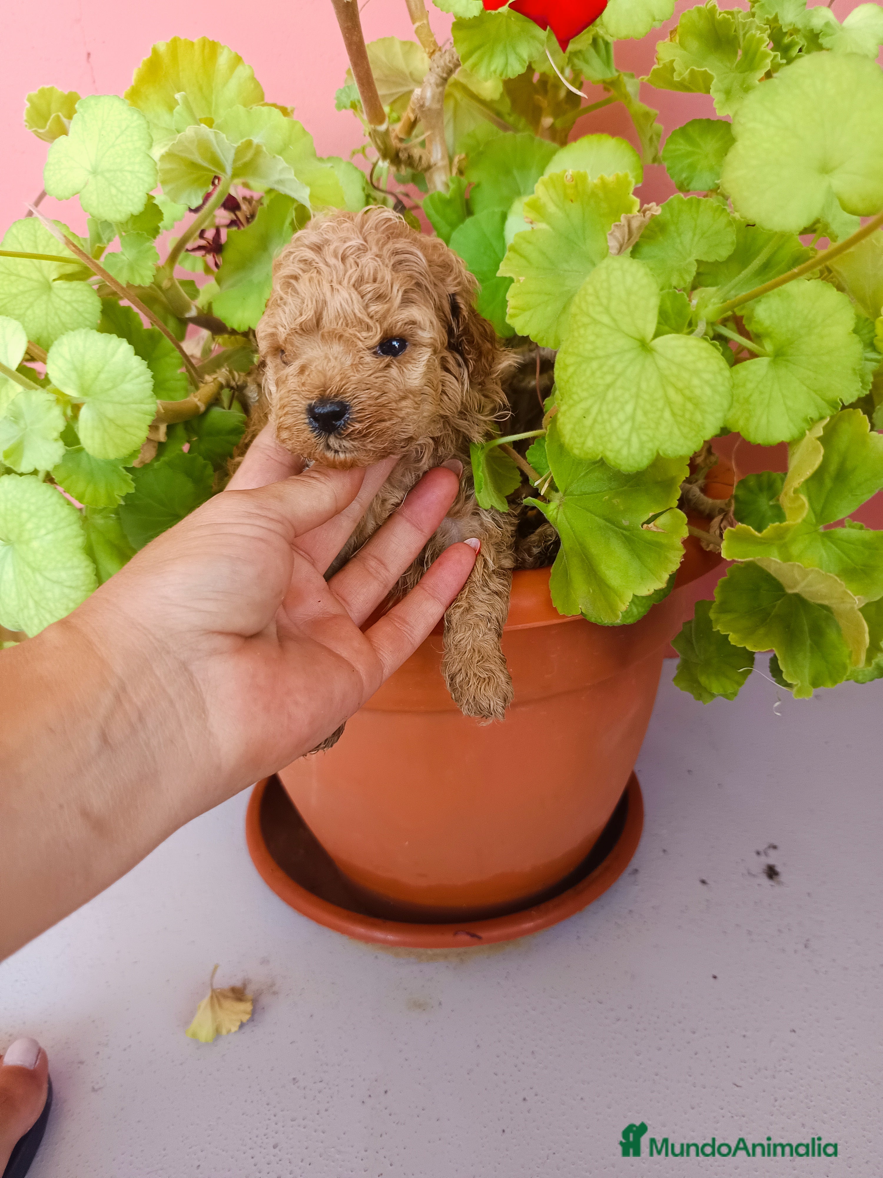 Caniche Toy perros Caniche toy - Anuncio 2