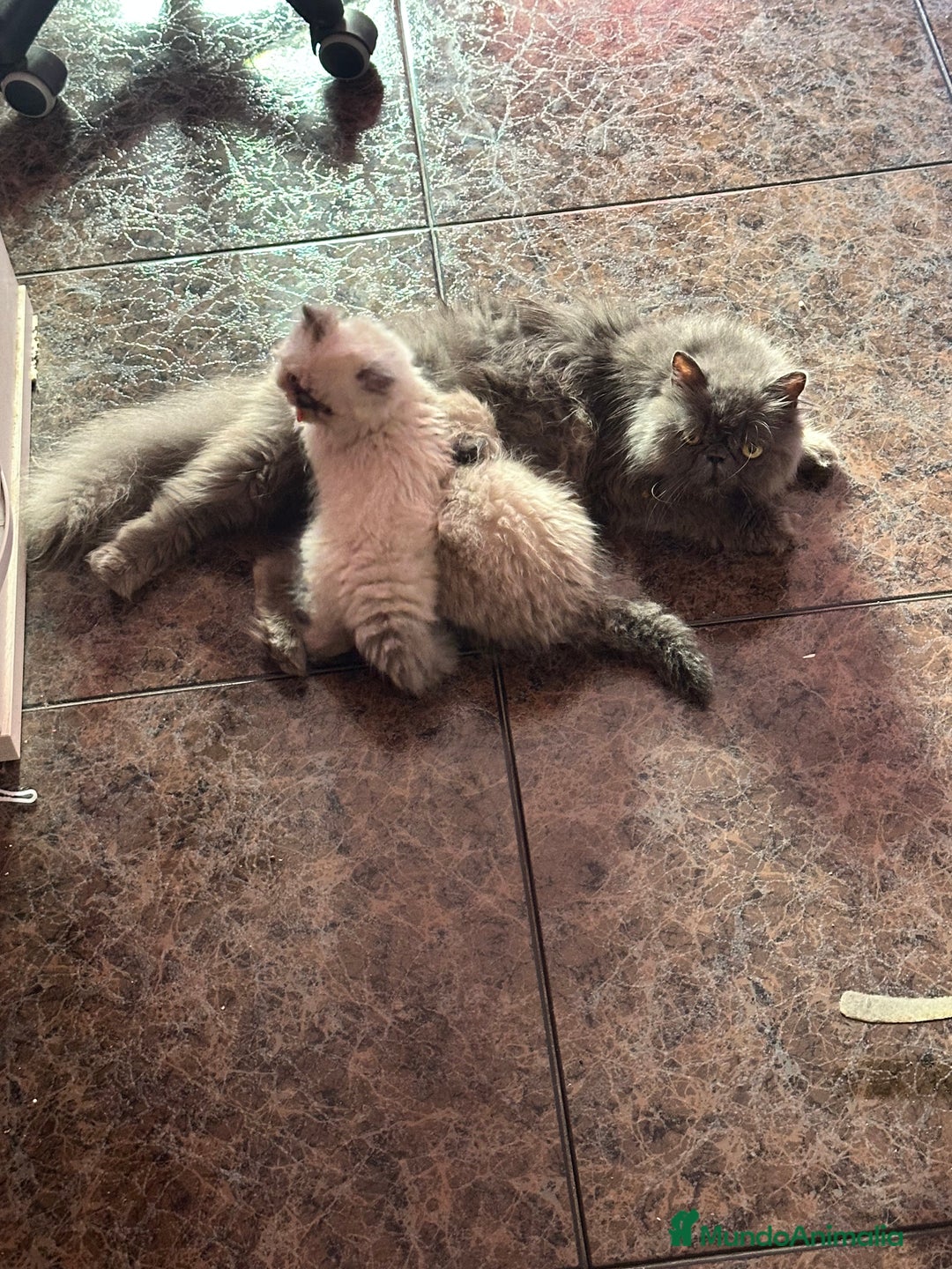 Persa gatos en venta: Gatitos persas chatos - Imagen 2