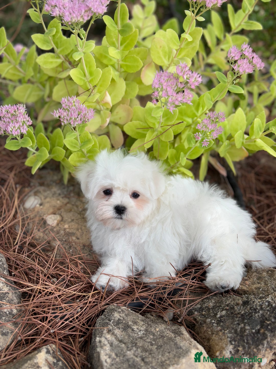 Bichón Maltés perros en venta: Bichon Maltés muy buenas líneas !!! - Imagen 4