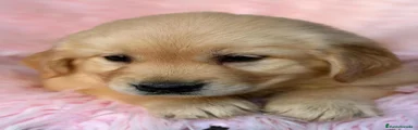 Golden Retriever 6