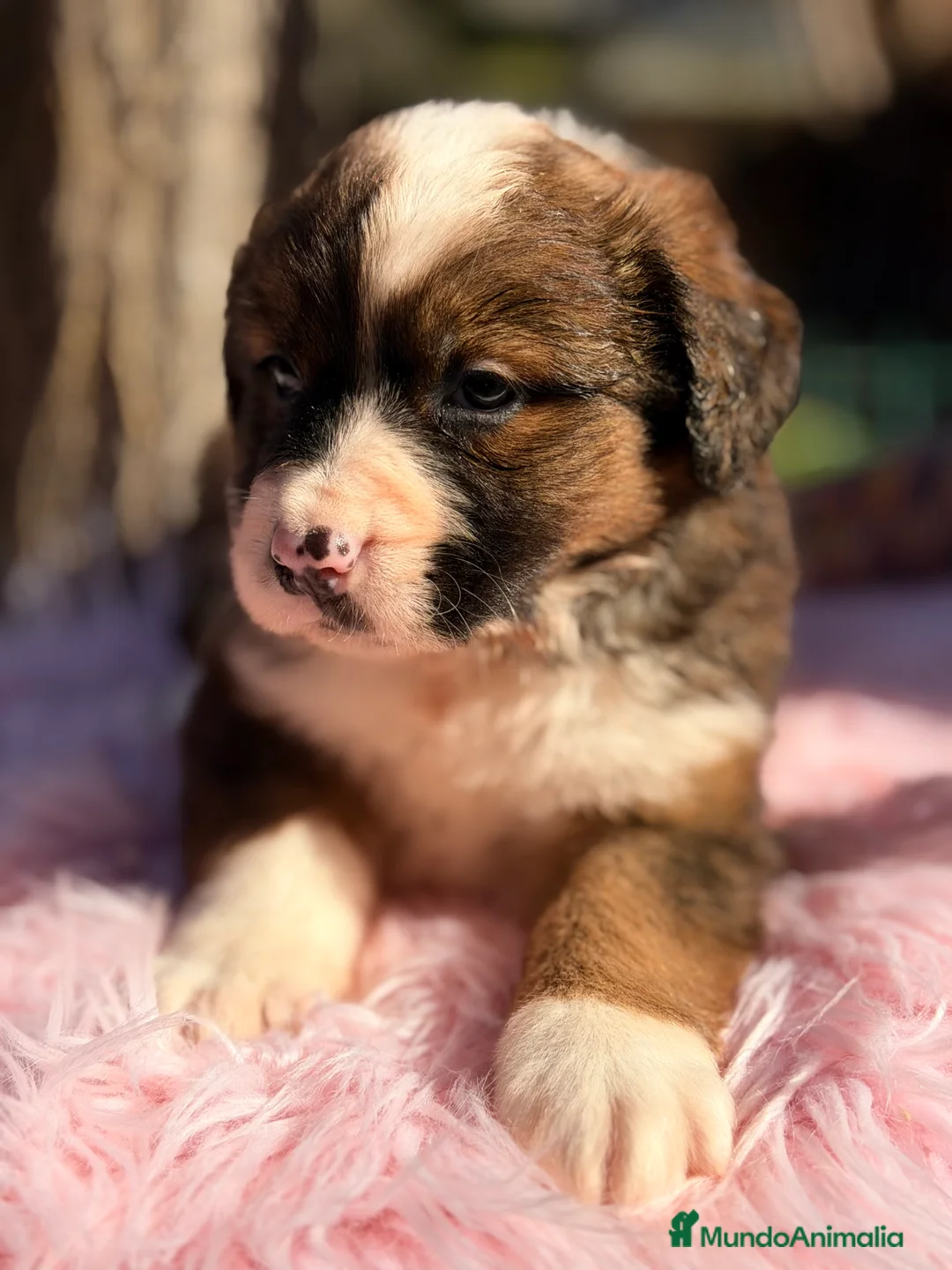 Raza Mixta perros en venta: San bernese  - Anuncio 5