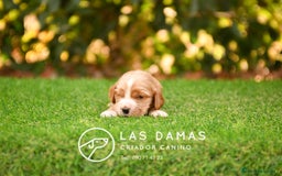 Cocker Spaniel Inglés perros en venta: Cachorros de cocker spaniel inglés disponibles.  - Imagen 1