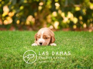 Cocker Spaniel Inglés perros - Anuncio 25