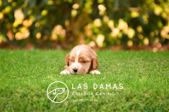 Cocker Spaniel Inglés perros - Anuncio 1