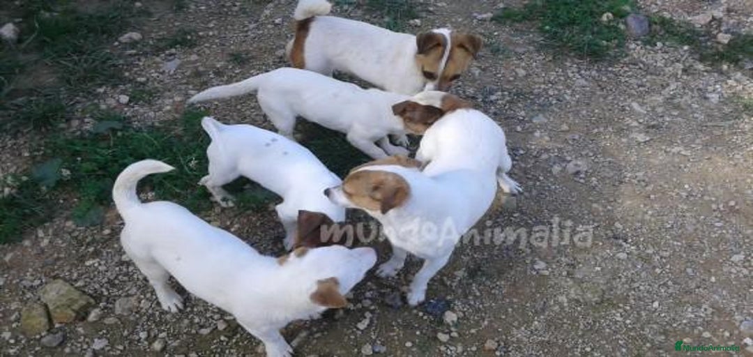 Imagen de galería {{count}}