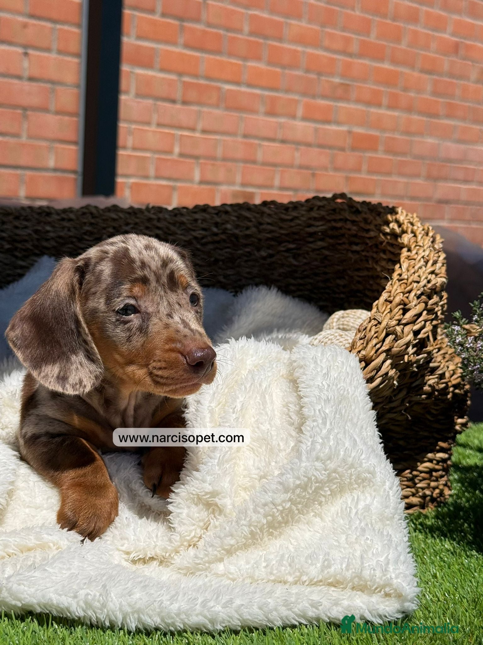 Teckel Miniatura perros TECKEL ARLEQUIN - Anuncio 22