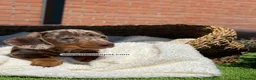 Teckel Miniatura perros en venta: TECKEL ARLEQUIN - Anuncio 1