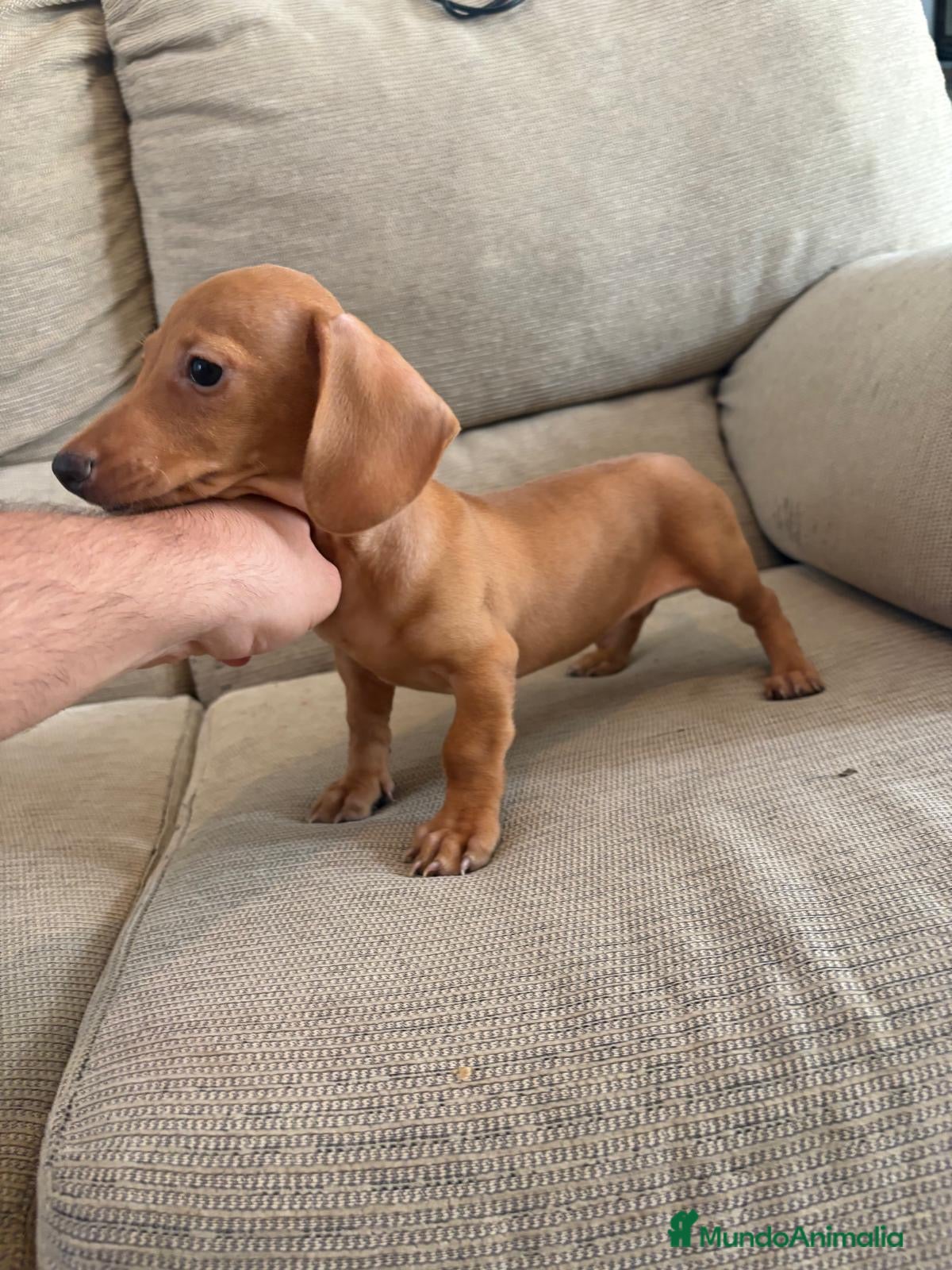 Teckel perros Cachorra de Teckel Kaninchen  - Anuncio 1
