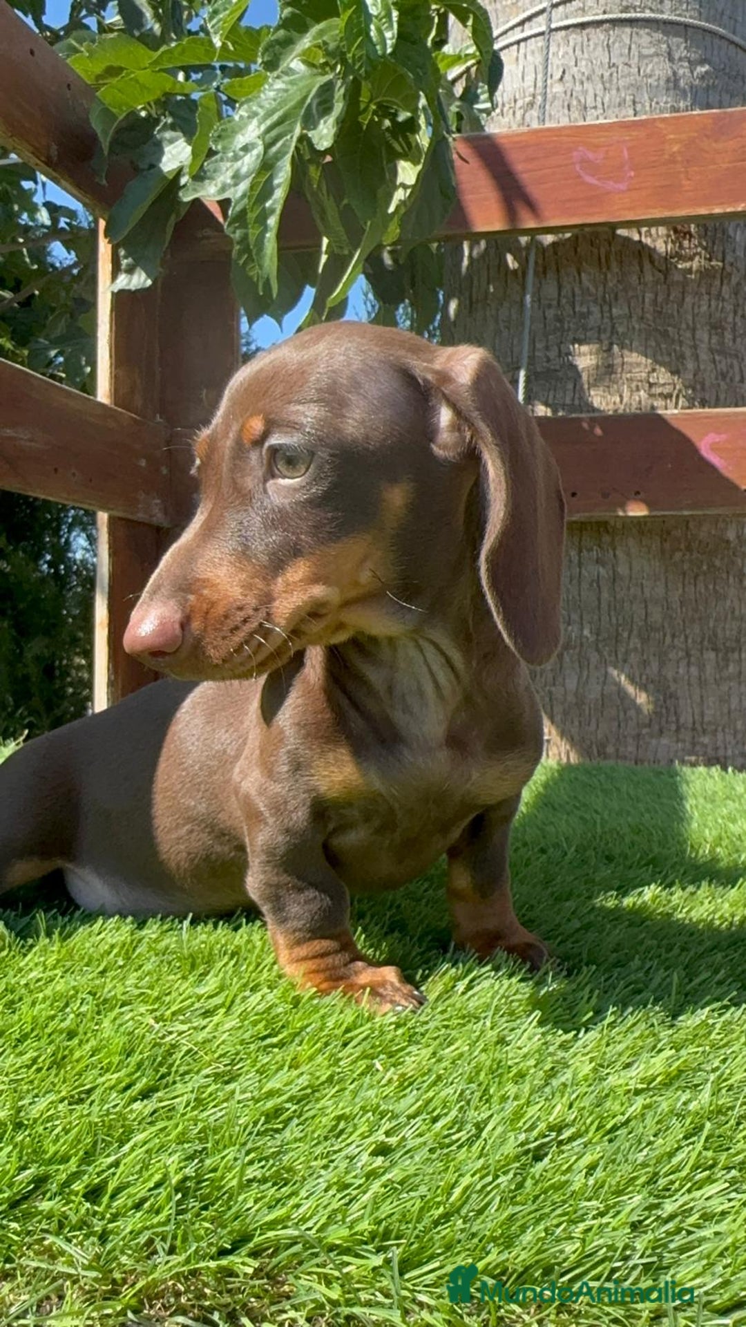 Teckel perros en venta: TECKEL MINIATURA HEMBRA - Imagen 27
