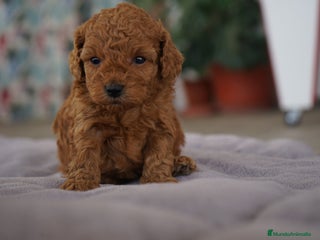 Caniche Toy perros - Anuncio 2