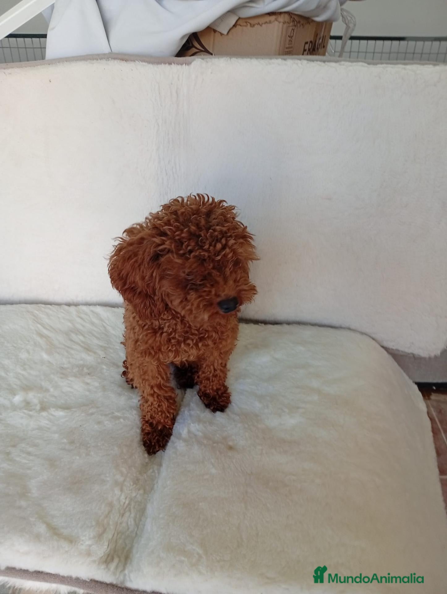 Caniche Toy perros Caniche toy rojo - Anuncio 1