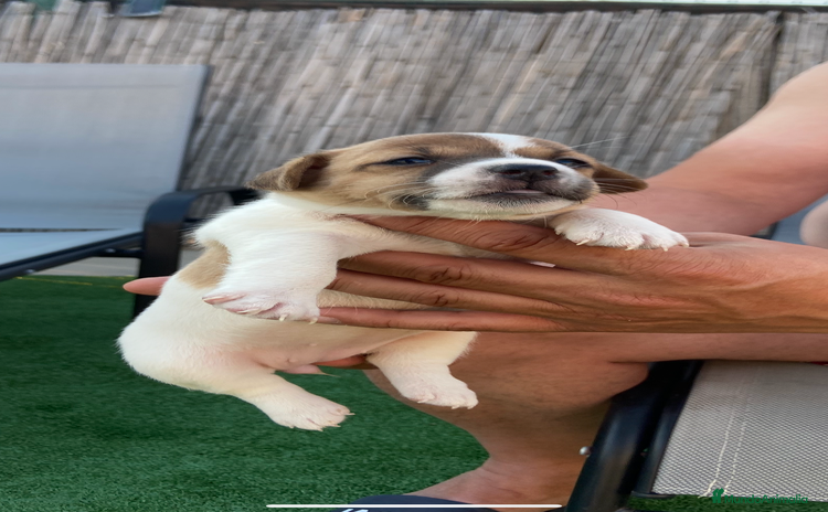 Jack Russell Terrier perros - Propaganda 1