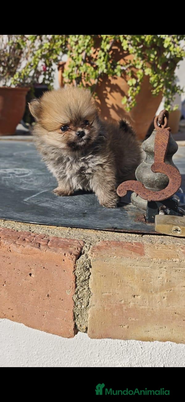 Pomerania perros Pomerania  - Anuncio 18