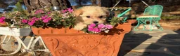 Maltipoo perros en venta: Maltipoo muy bonitos !!! - Anuncio 3