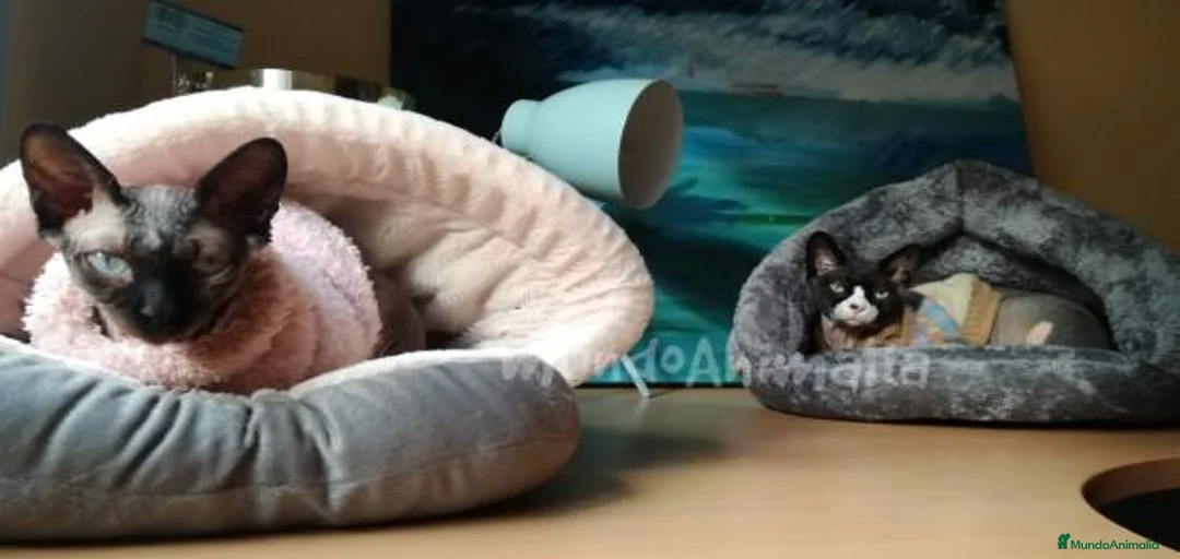 Imagen de galería {{count}}