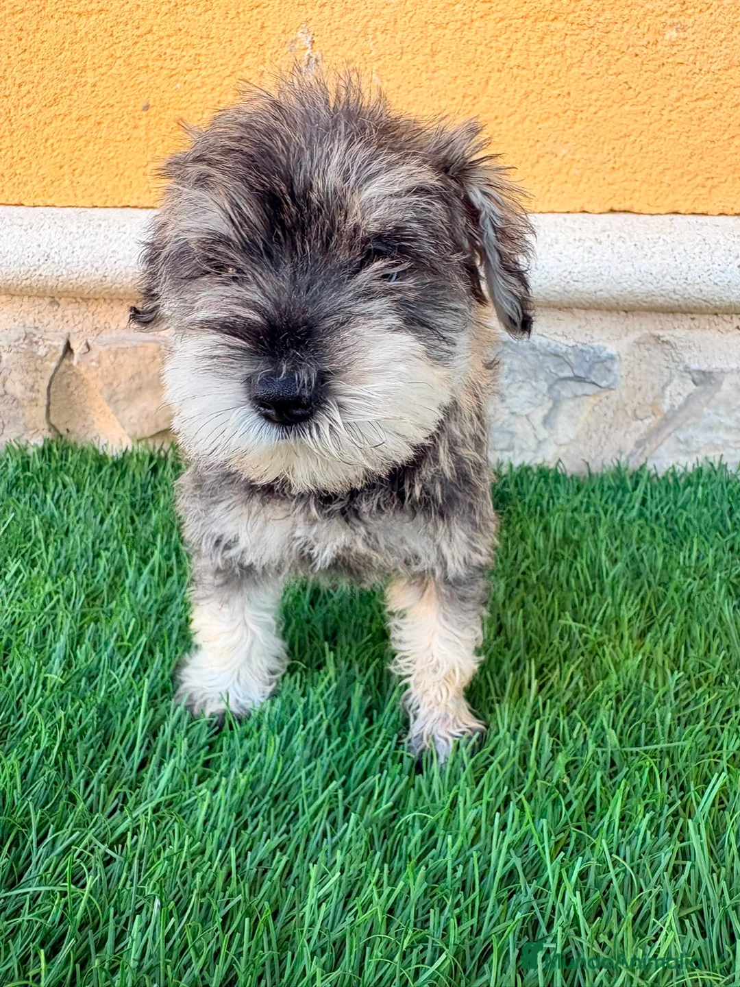 Schnauzer Miniatura perros en venta: Schnauzer miniatura sal y pimienta  - Anuncio 1