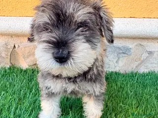 Schnauzer Miniatura perros Schnauzer miniatura sal y pimienta - Anuncio 2