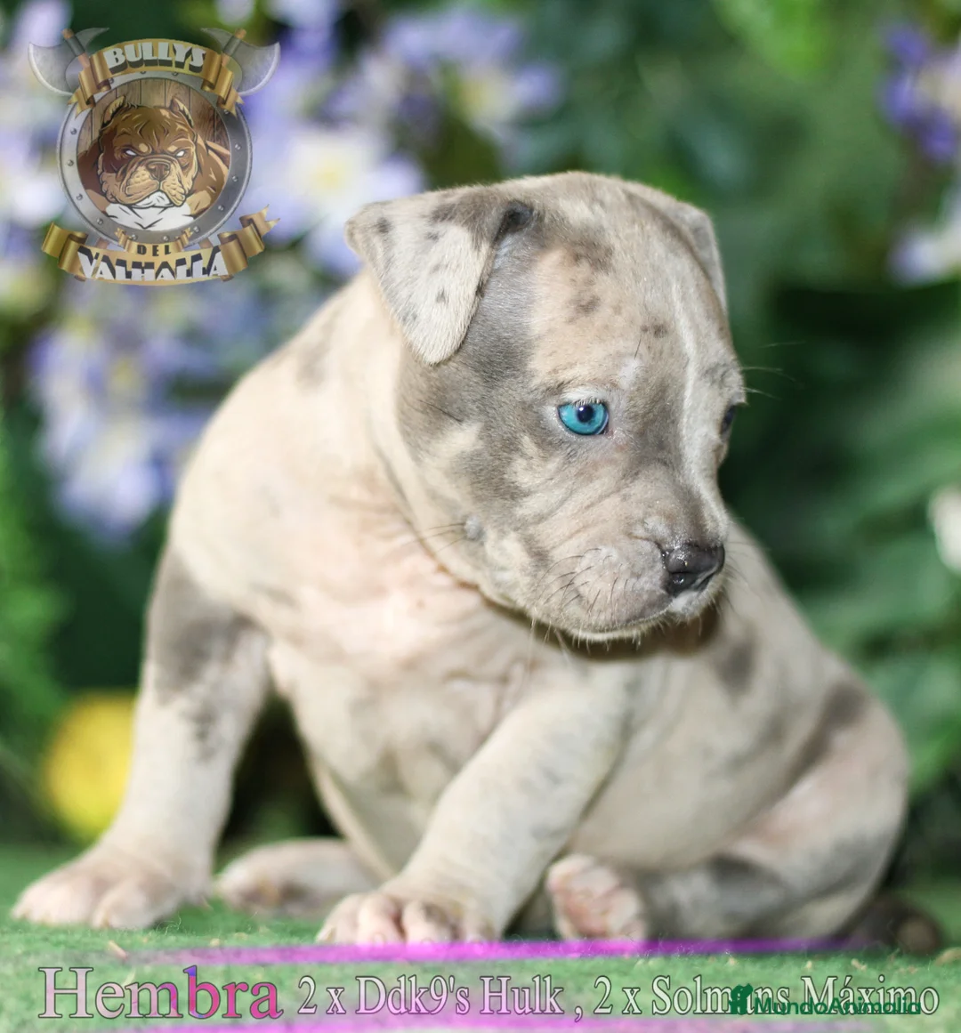 American Bully perros en venta: AMERICAN BULLY XL - 622 41 47 93 (SOLO LLAMADAS) en Sevilla - Anuncio 1