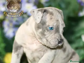 American Bully perros AMERICAN BULLY XL - 622 41 47 93 (SOLO LLAMADAS) en Sevilla - Anuncio 3