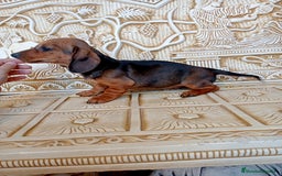 Teckel perros en venta: Última Hembra de teckel  en Murcia - Imagen 2