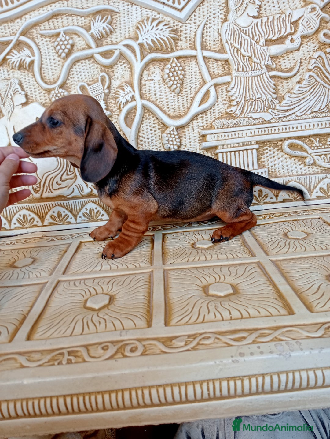 Teckel perros en venta: Última Hembra de teckel  en Murcia - Imagen 2