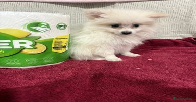 Pomerania perros Último macho Lulu pomerania toy  - Anuncio 9