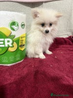 Pomerania perros Último macho Lulu pomerania toy - Anuncio 9