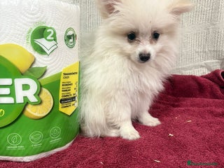Pomerania perros Último macho Lulu pomerania toy - Anuncio 2