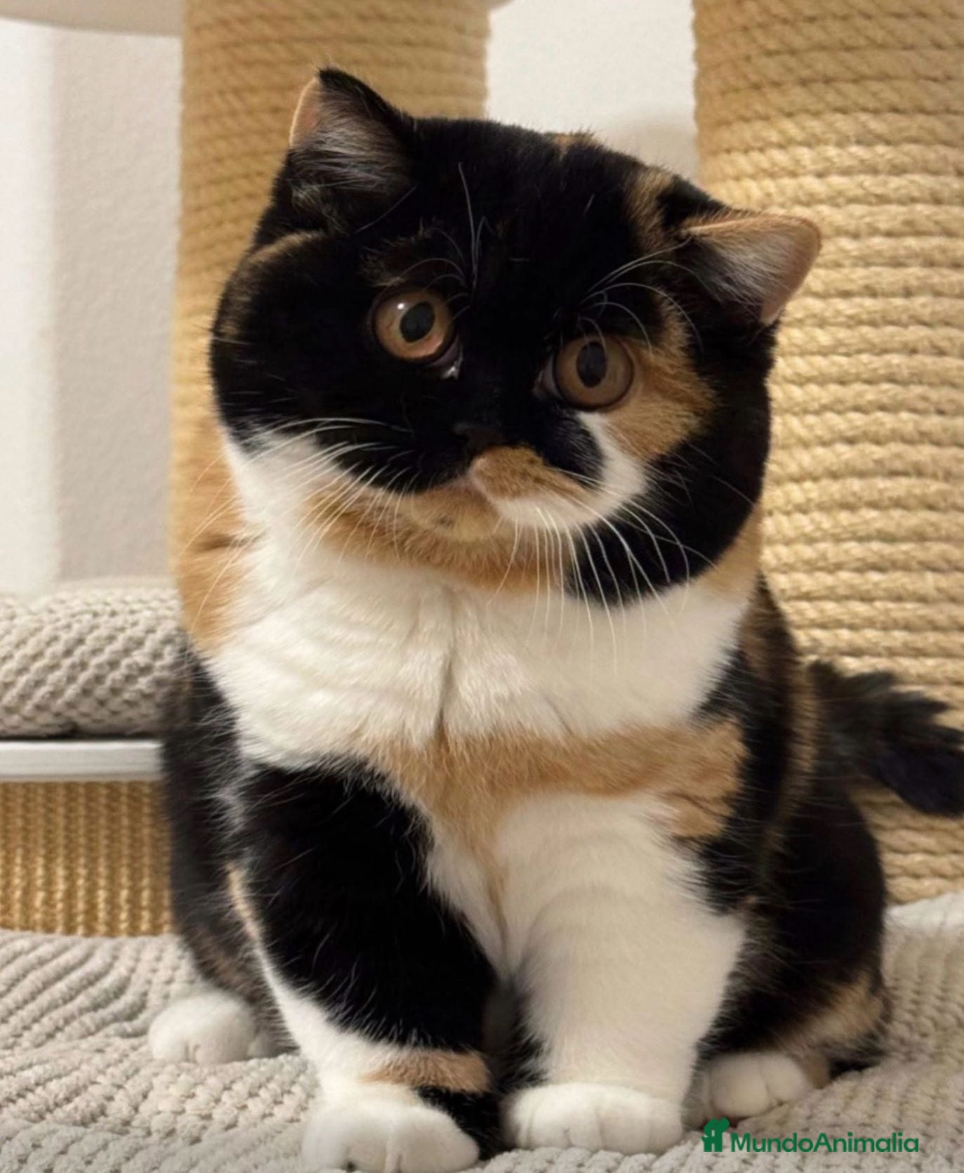 Británico de Pelo Corto gatos Cachorro british Shorthair - Anuncio 20