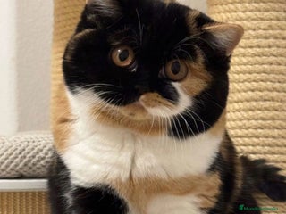 Británico de Pelo Corto gatos Cachorro british Shorthair - Anuncio 1