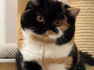 Británico de Pelo Corto gatos Cachorro british Shorthair - Anuncio 1