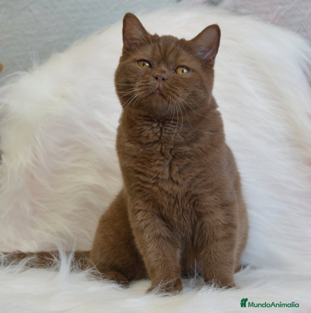 Británico de Pelo Largo gatos en venta: Gatitos britanicos pelo largo - Anuncio 1