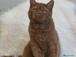 Británico de Pelo Largo gatos Gatitos britanicos pelo largo - Anuncio 2