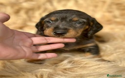 Teckel Miniatura perros en venta: TECKEL MINIATURA DISPONIBLES - Imagen 3