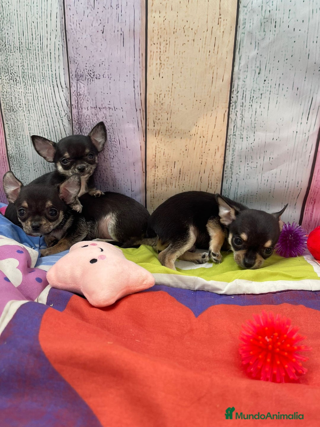 Chihuahua perros en venta: Chihuahua Toy - Anuncio 3