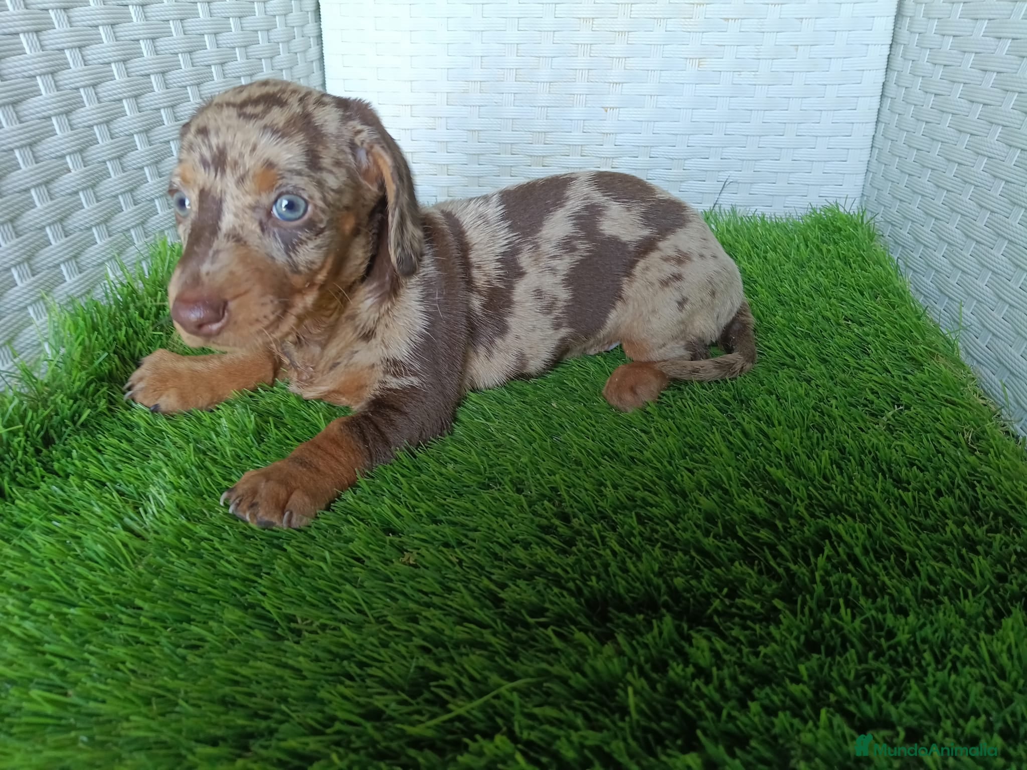 Teckel Miniatura perros Teckel mini 2 últimas hembras!! - Anuncio 1