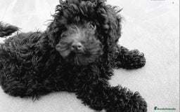 Caniche Toy perros en venta: CAMADA DE CANICHE TOY  - Imagen 4