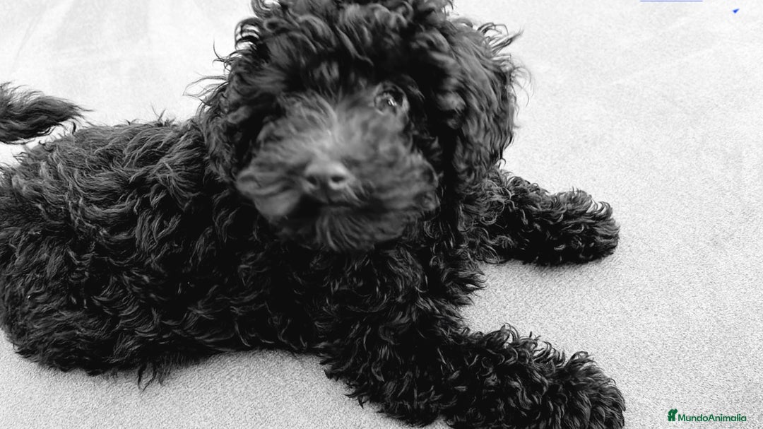 Caniche Toy perros en venta: CAMADA DE CANICHE TOY  - Imagen 4