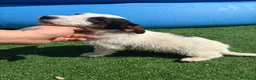 Jack Russell Terrier perros en venta: Jack terrier  - Anuncio 1