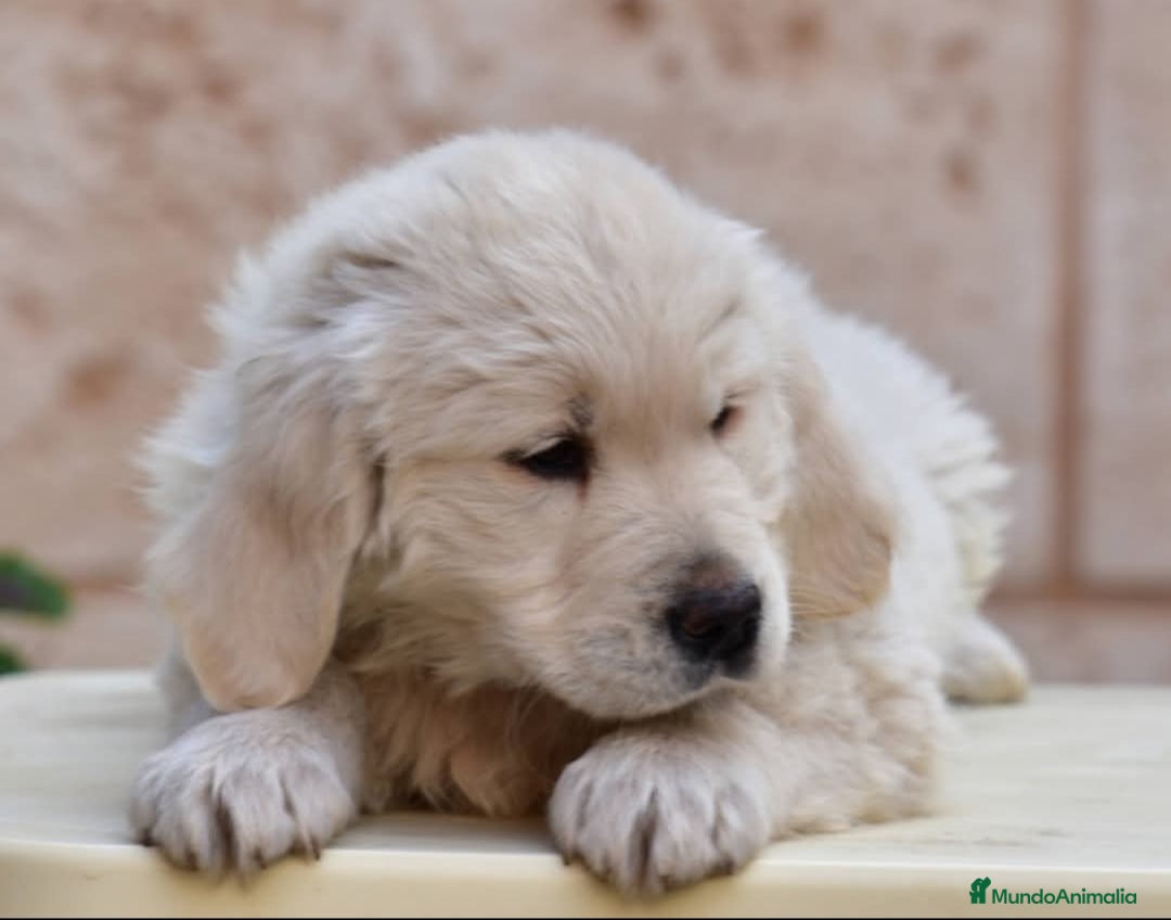 Golden Retriever perros Gran ejemplar de GOLDEN RETREVIER  - Anuncio 2