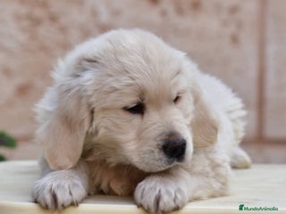 Golden Retriever perros Gran ejemplar de GOLDEN RETREVIER - Anuncio 12