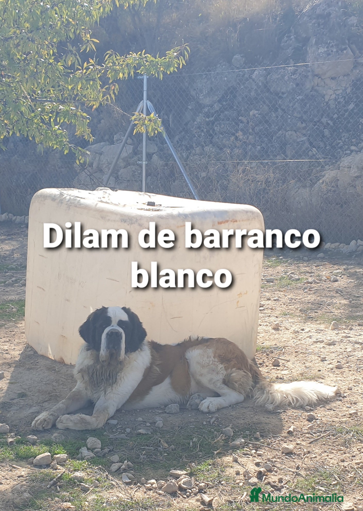 San Bernardo perros San bernardo con pedigree - Anuncio 1