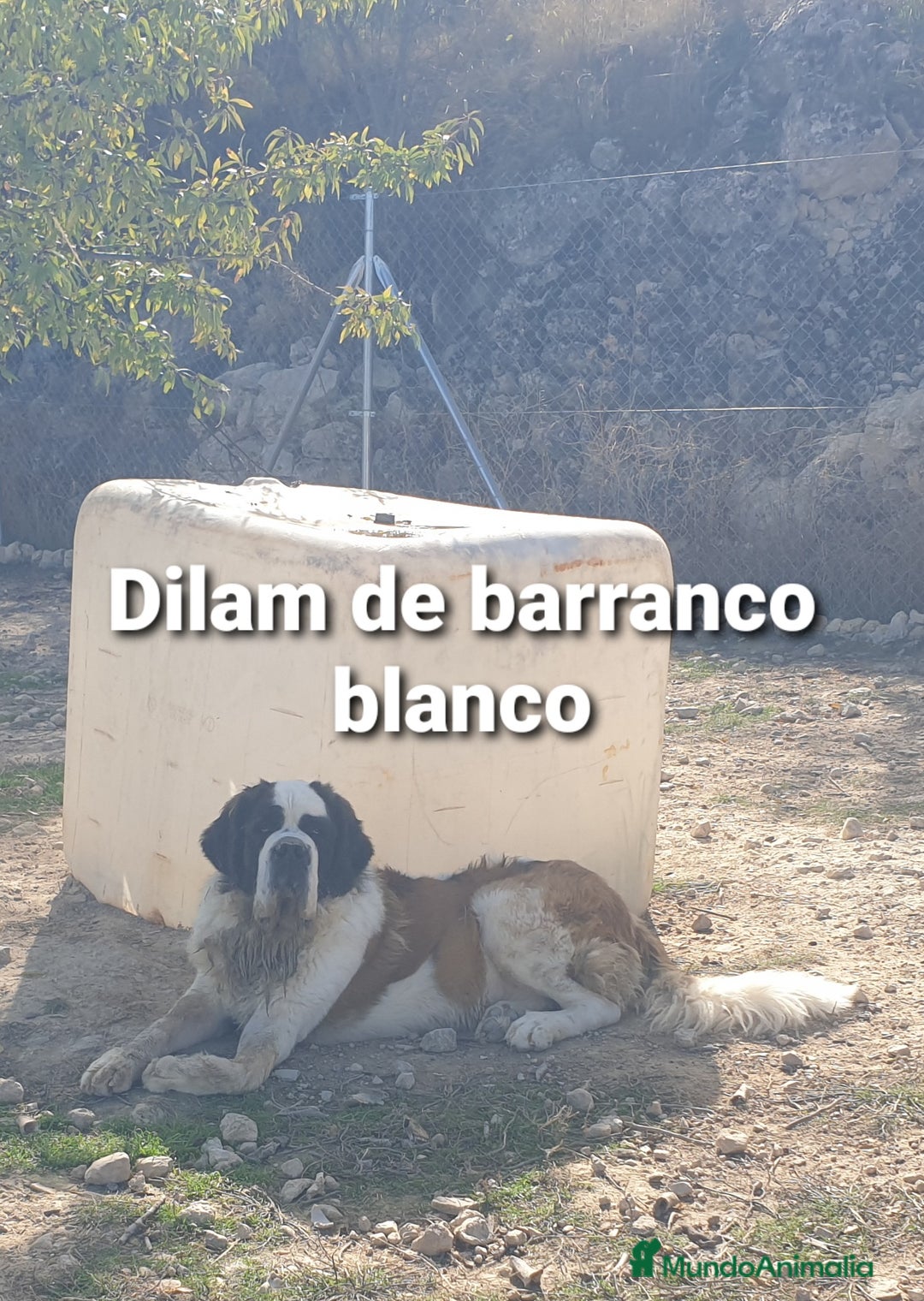 San Bernardo perros para monta: San bernardo con pedigree - Anuncio 1