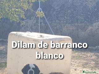 San Bernardo perros San bernardo con pedigree - Anuncio 1