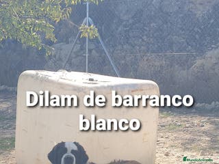 San Bernardo perros San bernardo con pedigree - Anuncio 1