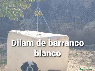 San Bernardo perros para monta: San bernardo con pedigree - Anuncio 2