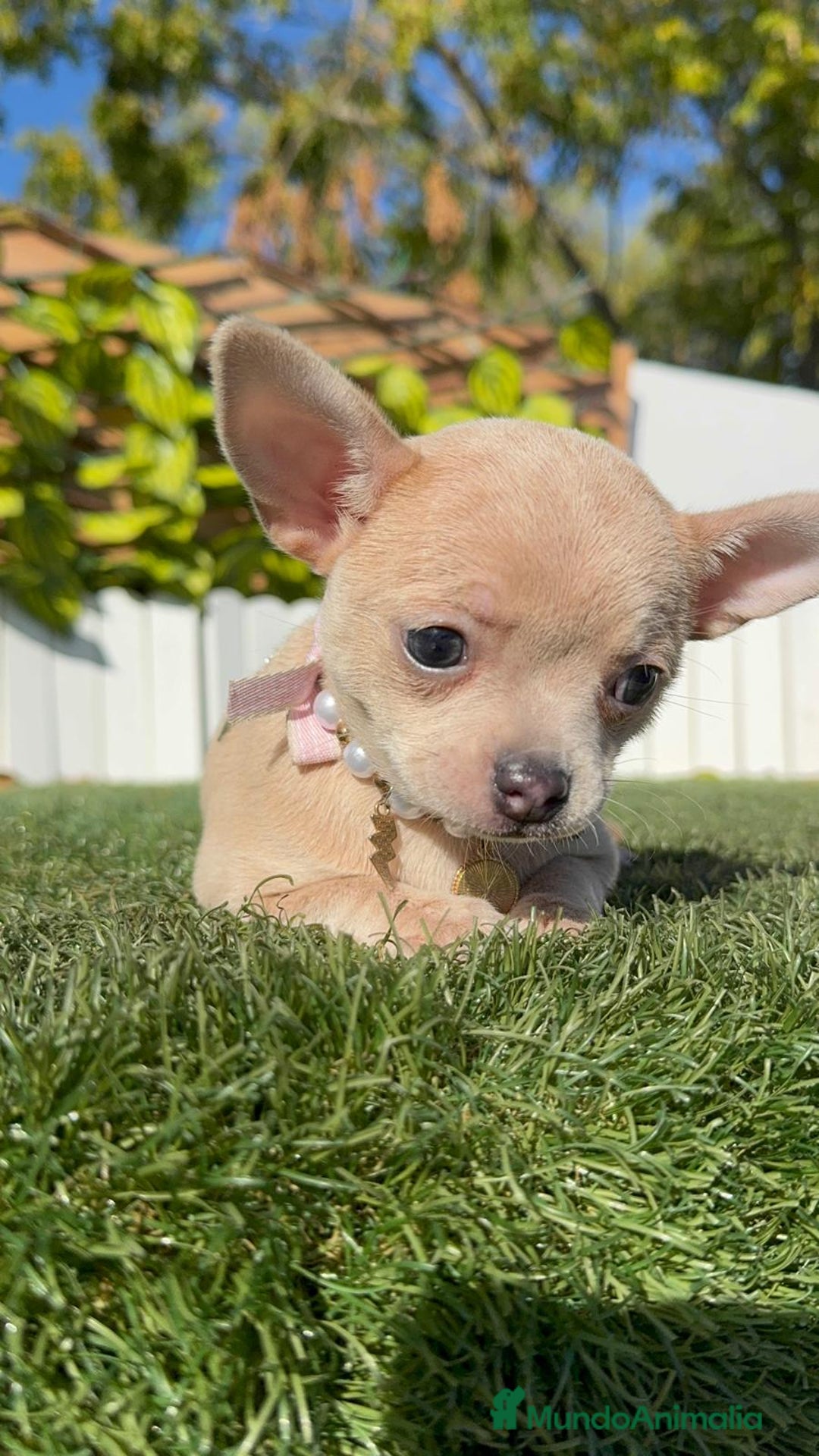 Chihuahua perros en venta: CHIHUAHUA HEMBRA - Anuncio 8